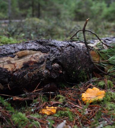 FSC metsamajandamine on keskkonnahoidlik
