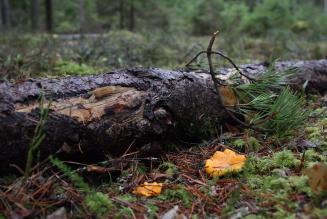 FSC metsamajandamine on keskkonnahoidlik