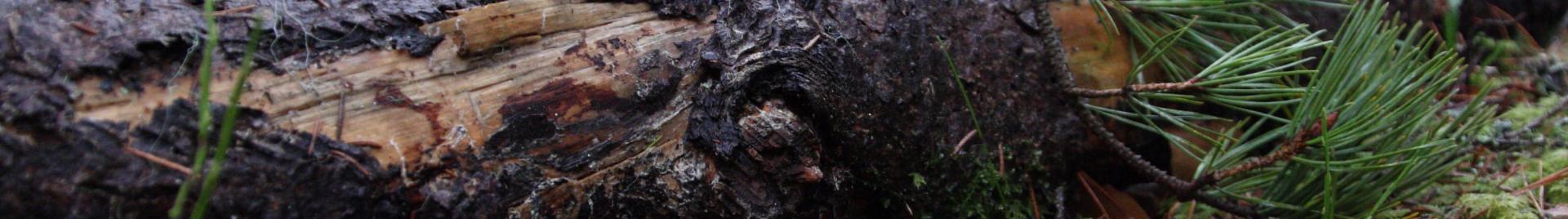 FSC metsamajandamine on keskkonnahoidlik