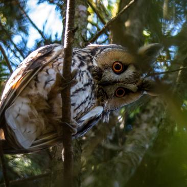 Owl in tree