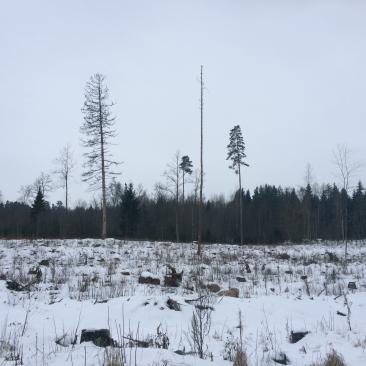 Metsakooperatiiv "Miško Draugas" majandab Rokiškise regioonis ligi 1600 ha sertifitseeritud metsa.